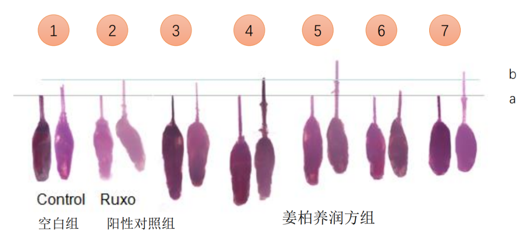 姜柏養(yǎng)潤(rùn)方實(shí)驗(yàn)圖.png