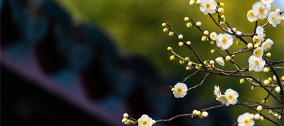 吸天地之靈氣，取日月之精華|四季花凝露，以花養(yǎng)容，人比花艷